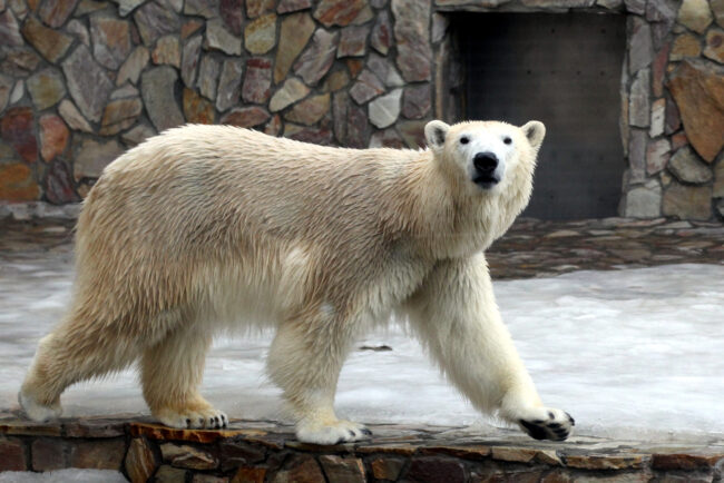 белый медведь, Ленинградский зоопарк