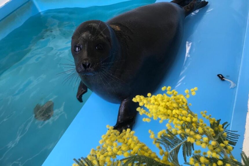 шлиссик фонд друзей балтийской нерпы спасение тюленей