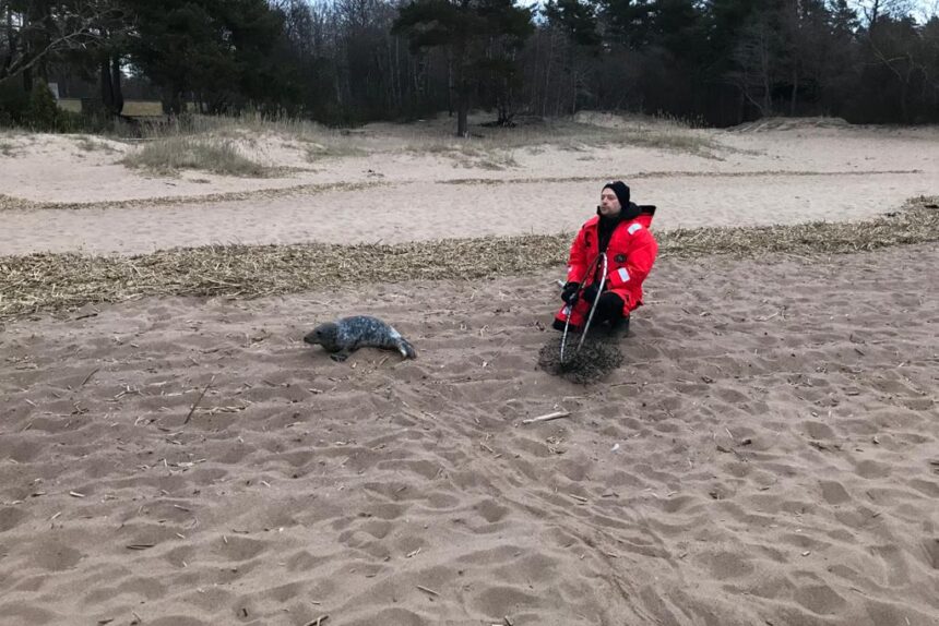 тюлень, ластоногие, центр изучения и сохранения морских млекопитающих