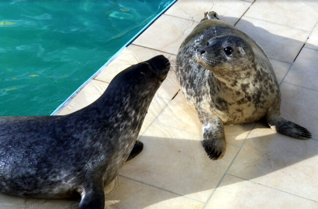 тюлени, нерпы, ластоногие, центр изучения и сохранения морских млекопитающих