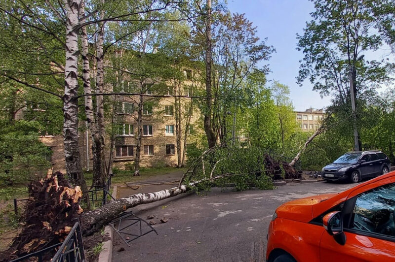 упавшее дерево, непогода, ветер