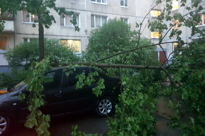 упавшее дерево, непогода, ветер