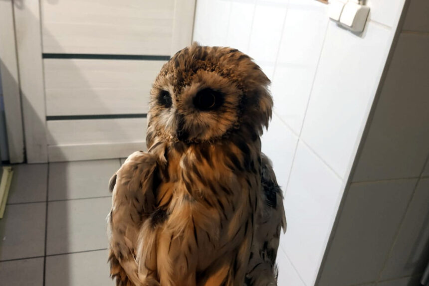 сова, птица