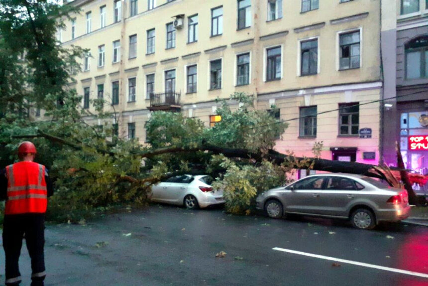 упавшее дерево, поваленное дерево, ураган