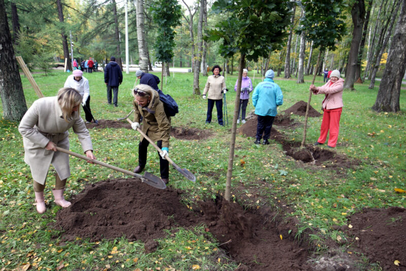 посадки деревьев, озеленение, Удельный парк