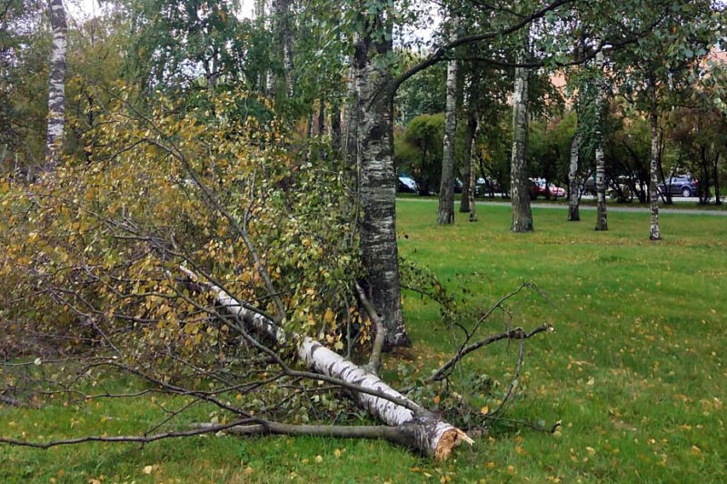 упавшее дерево, ветровал, непогода