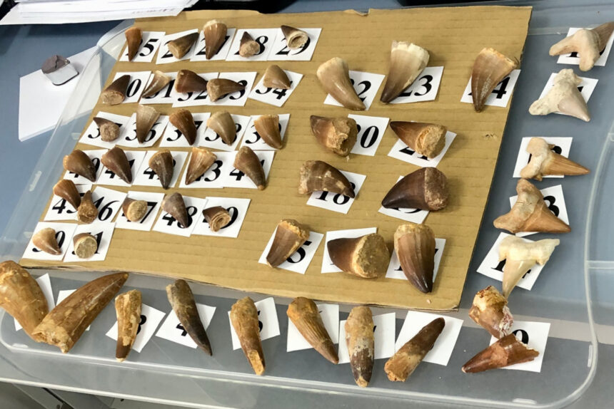 зубы динозавров