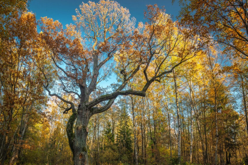 дуб, старое дерево, заказник Северное побережье Невской губы