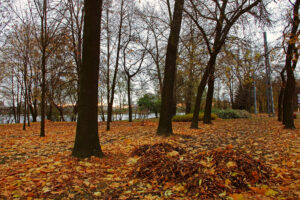 Бульвар Стеклянного Городка, осень, листья, зелёная зона, зелёные насаждения