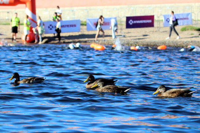 пловцы, спортсмены, заплыв вокруг Петропавловской крепости