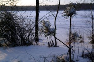 озеро Щучье, заказник, ООПТ, природа, хвойные деревья, лес, зима, снег