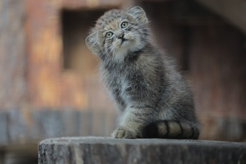 детёныш манула, котёнок, Ленинградский зоопарк