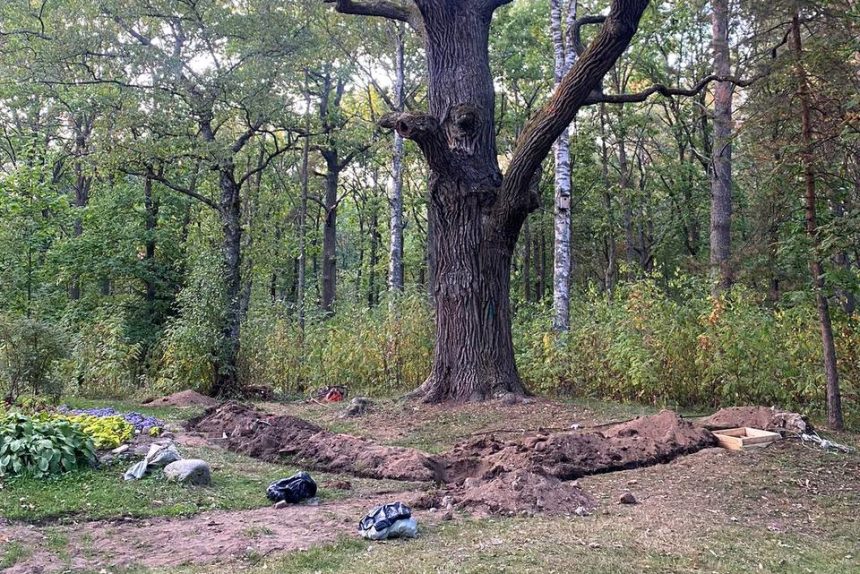 дерево, парк Дубки, обнаружение останков