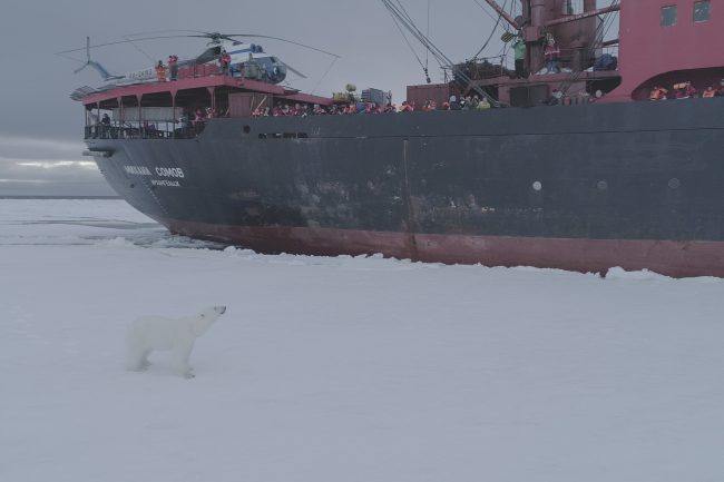белый медведь, научное судно Михаил Сомов