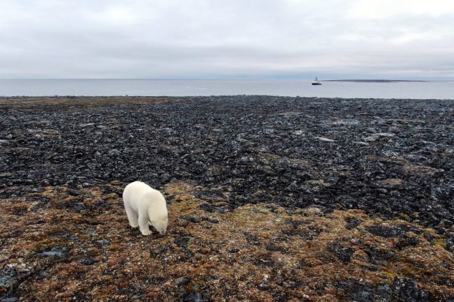 белый медведь, Арктика, Северный Ледовитый океан
