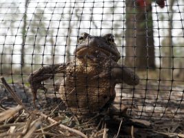 Uncle Toad wants you! Смольный набирает волонтёров для помощи амфибиям UPD
