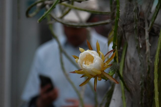 цветение кактуса Selenicereus, Царица ночи. Оранжереи, Ботанический сад