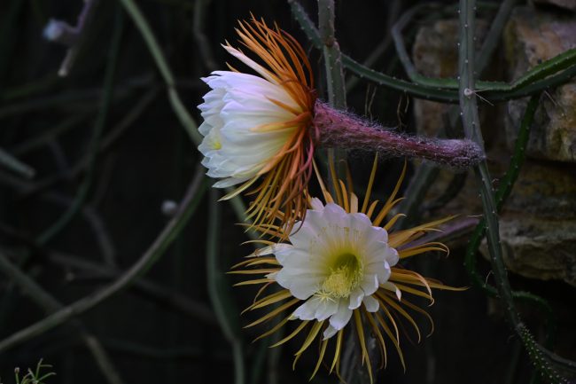 цветение кактуса Selenicereus, Царица ночи. Оранжереи, Ботанический сад