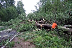 СКР: в Токсово рабочего насмерть задавило упавшим деревом