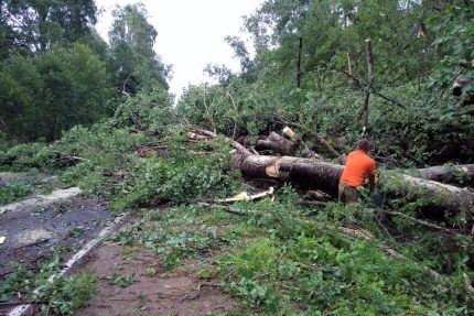 упавшее дерево, ураган, Ленинградская область