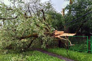 упавшее дерево, ураган, непогода, оборванные провода, нарушение электроснабжения