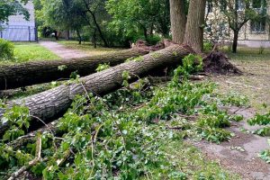 упавшее дерево, ураган, непогода, проспект Шаумяна 67
