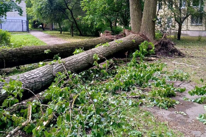 упавшее дерево, ураган, непогода, проспект Шаумяна 67