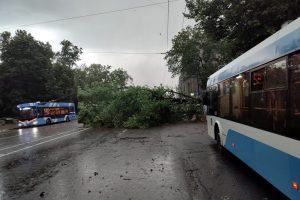 МЧС: в Московском районе женщина погибла при падении дерева