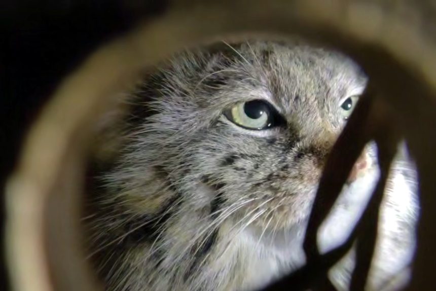 манул Пепе, дикие кошки