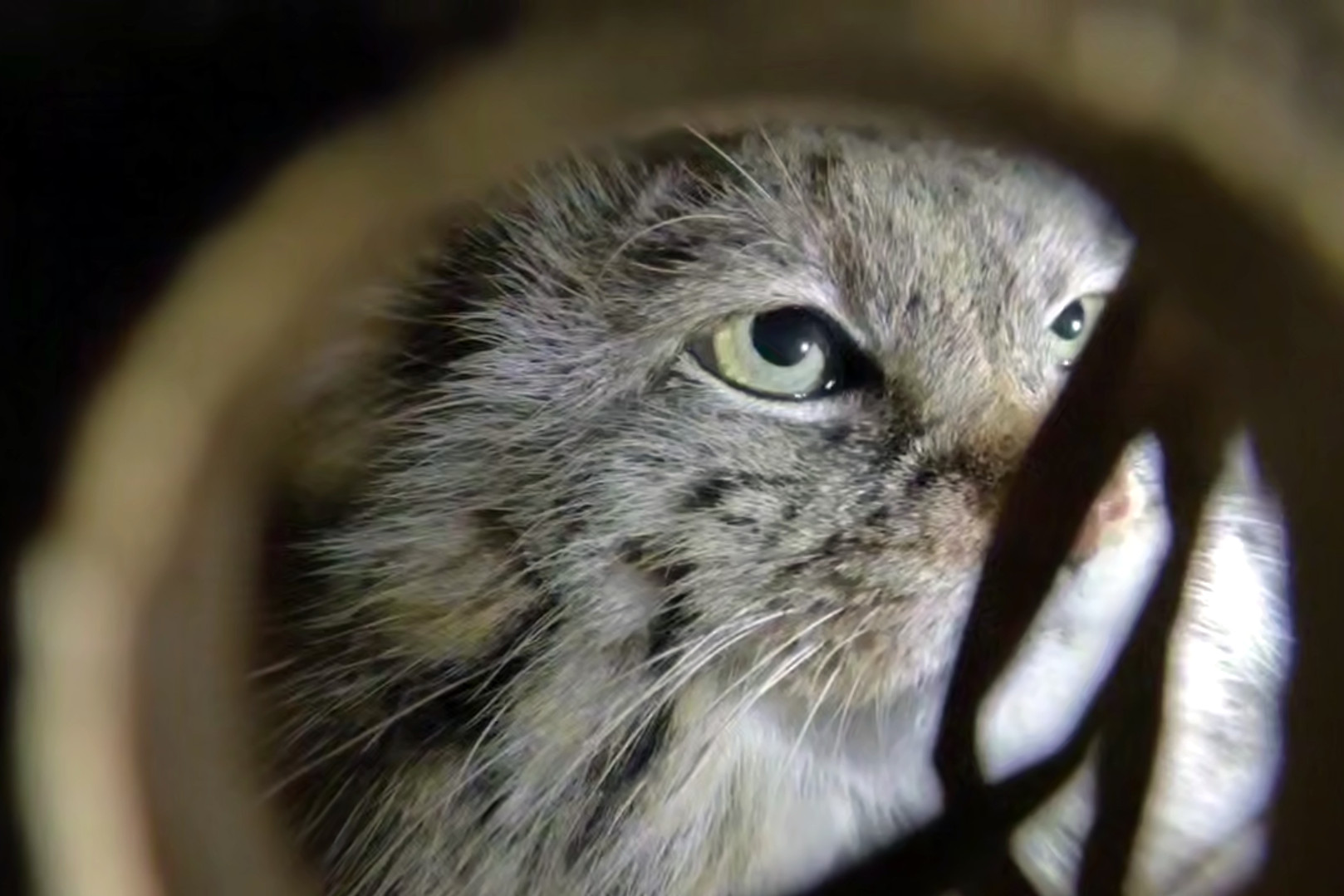 манул Пепе, дикие кошки