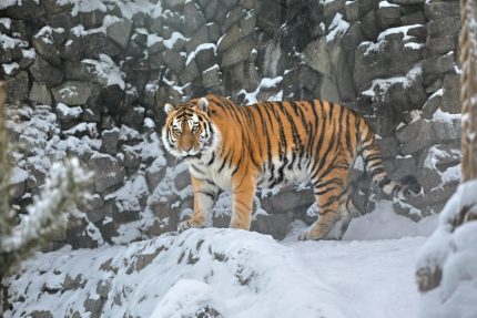 Тигр Амадей