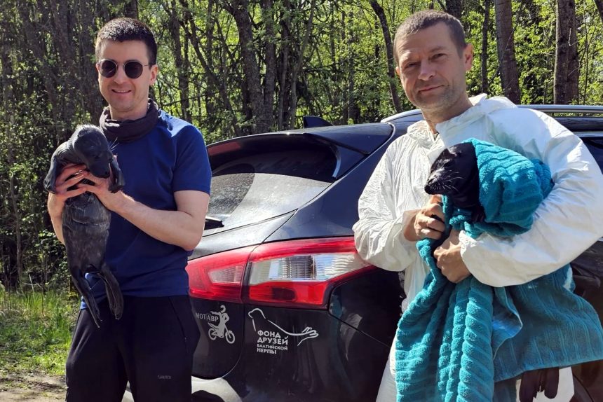 Грузите тюленей бочками. На реабилитацию за два дня поступили пять ладожских нерп