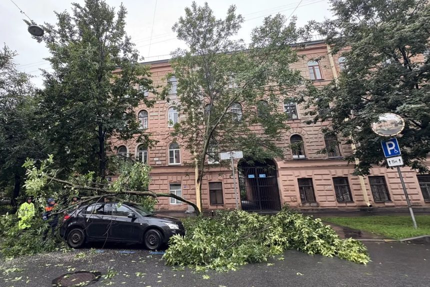 падение дерева, упавшее дерево, шторм, ветер