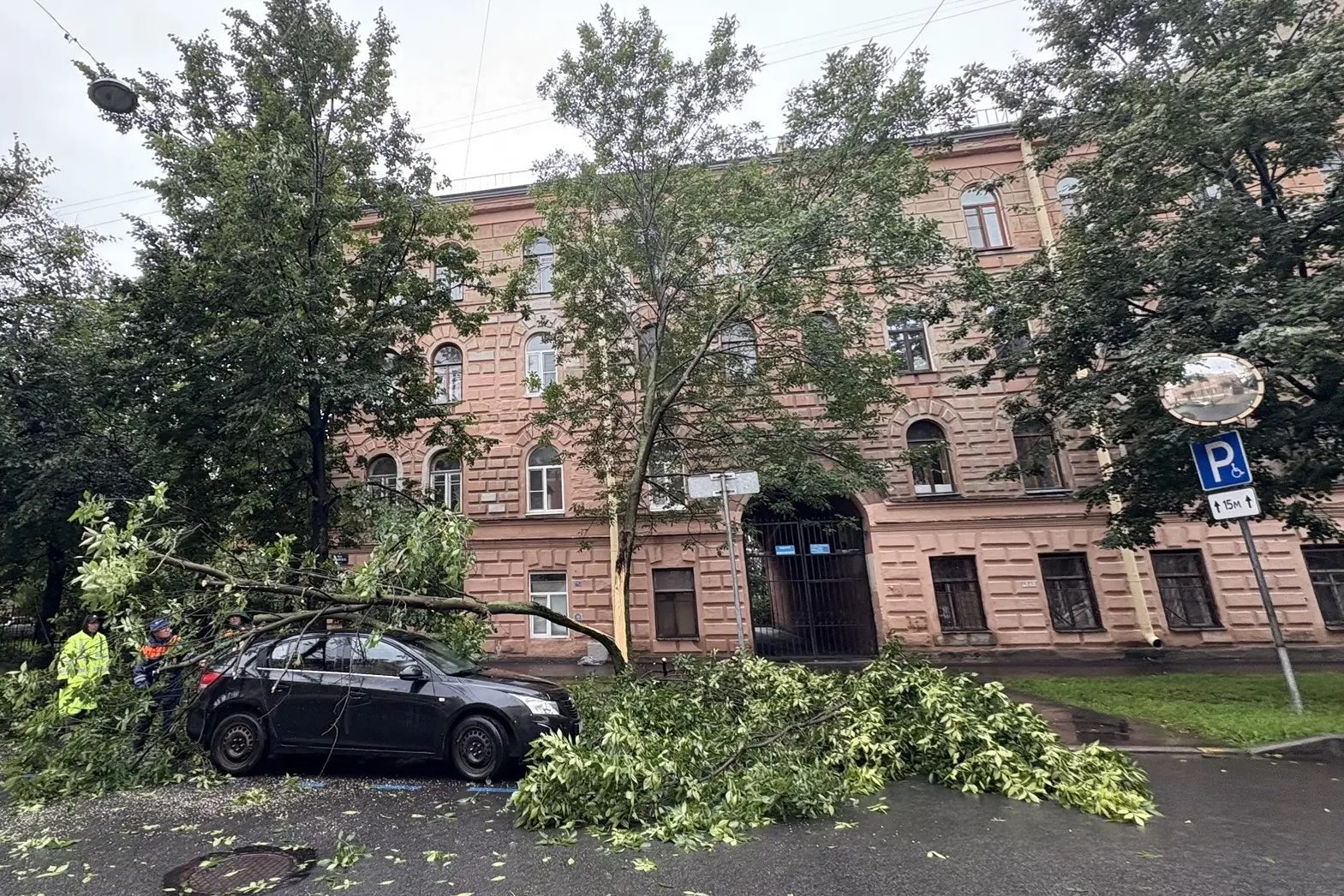 падение дерева, упавшее дерево, шторм, ветер